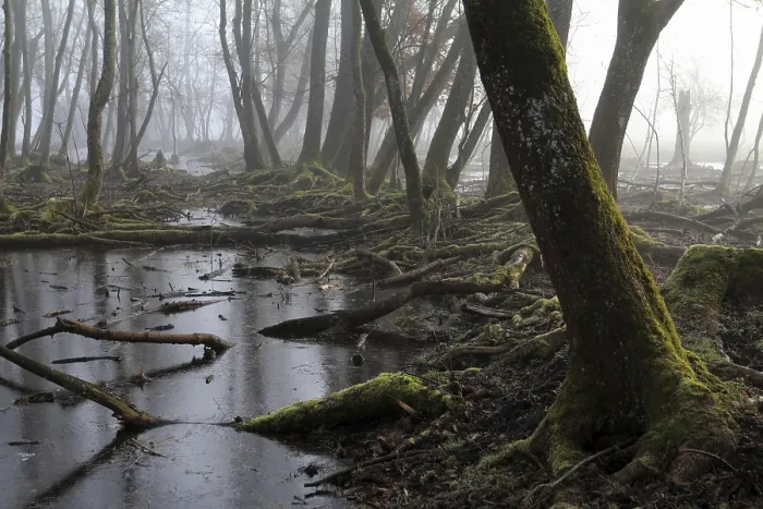 Gerahmter Druck : Bayerischer Steinbruchwald Gerahmter Druck : Bayerischer Steinbruchwald