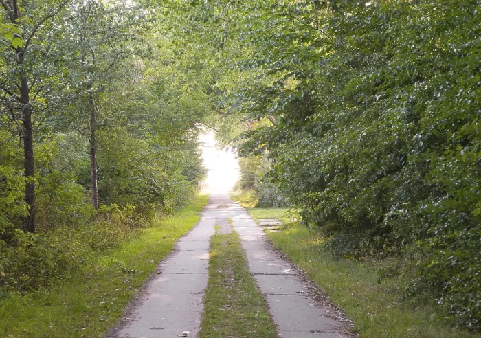 Gerahmter Druck : Ein stiller Waldweg durch grüne Bäume. Gerahmter Druck : Ein stiller Waldweg durch grüne Bäume.