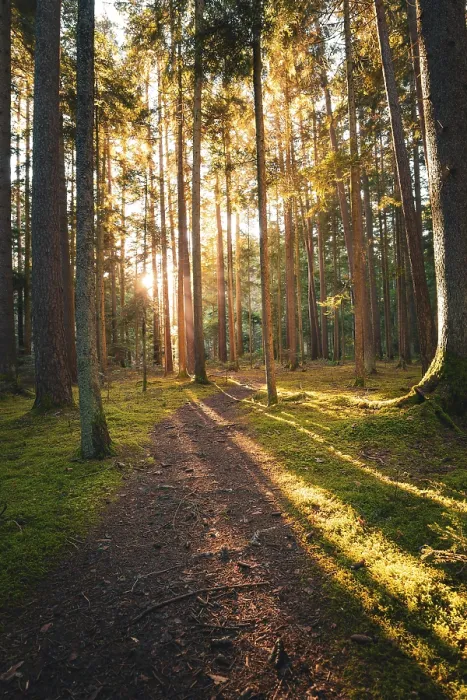 Gerahmter Druck : Ein ruhiger Pfad durch den Wald. Gerahmter Druck : Ein ruhiger Pfad durch den Wald.