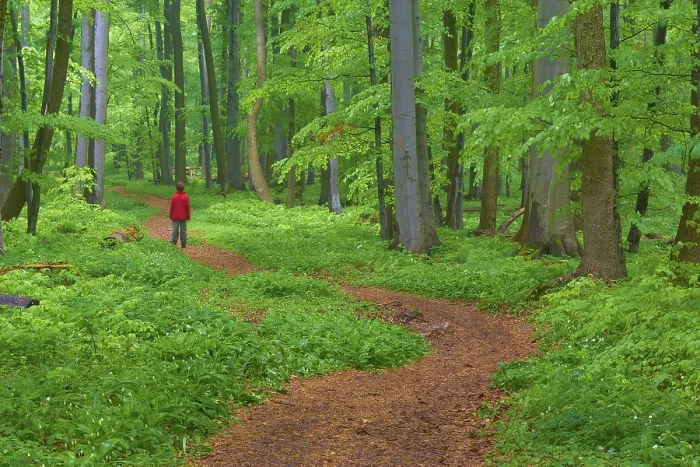 Gerahmter Druck : Stille windende Waldweg, mit einem Kind. Gerahmter Druck : Stille windende Waldweg, mit einem Kind.