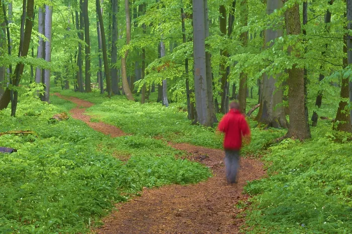 Gerahmter Druck : Stille windende Waldweg, mit einem Kind. Gerahmter Druck : Stille windende Waldweg, mit einem Kind.