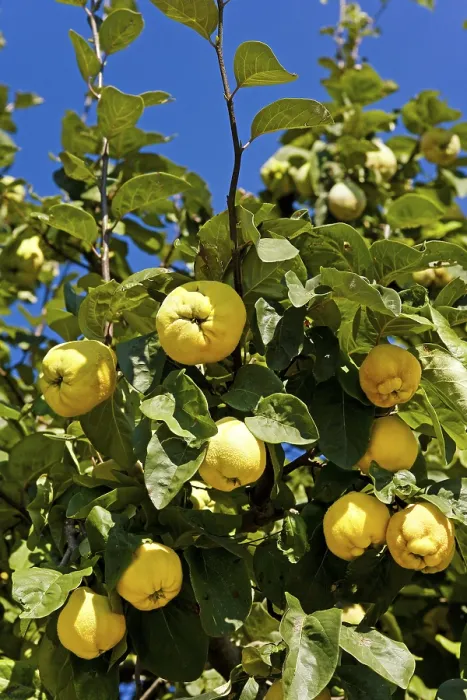 Gerahmter Druck : Apfelbaum. Quittenbaum Gerahmter Druck : Apfelbaum. Quittenbaum
