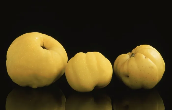 Gerahmter Druck : Quinces Gerahmter Druck : Quinces
