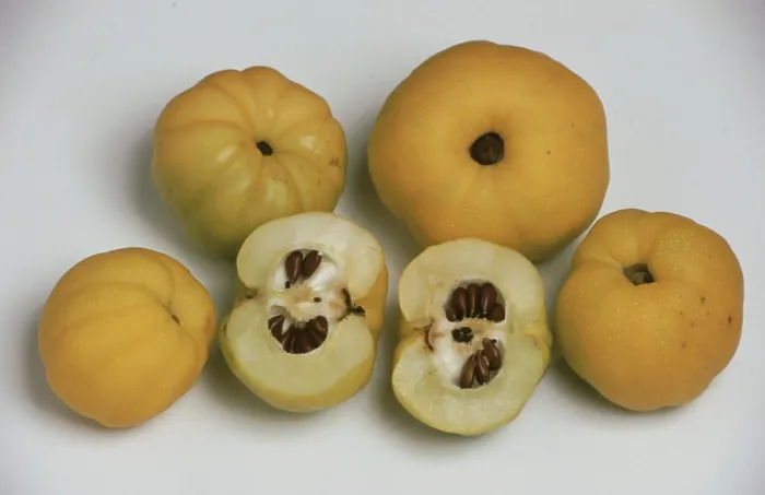 Gerahmter Druck : Quinces Gerahmter Druck : Quinces