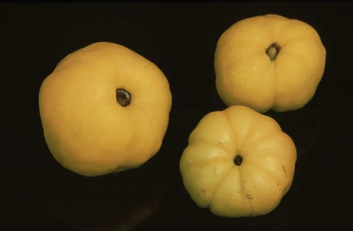 Gerahmter Druck : Quinces Gerahmter Druck : Quinces