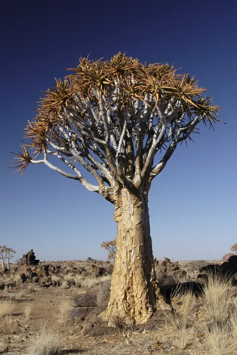 Gerahmter Druck : Ein Quiverbaum im Wüstengebiet in Namibia. Gerahmter Druck : Ein Quiverbaum im Wüstengebiet in Namibia.