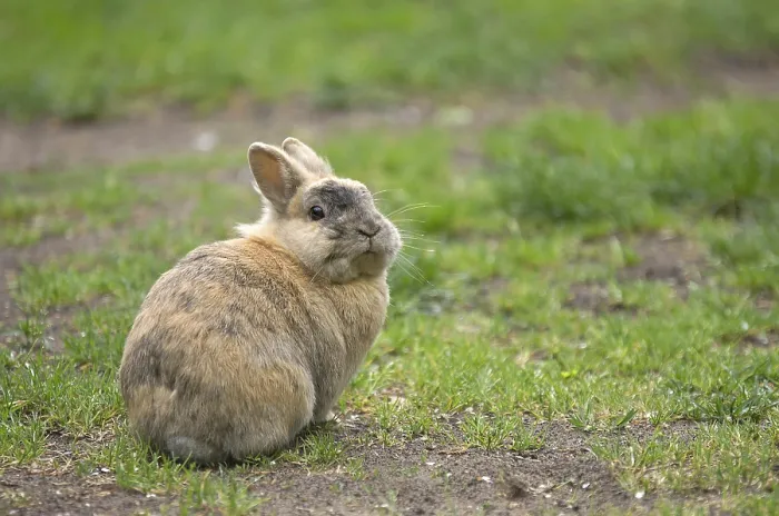 Gerahmter Druck : Hase (cuniculus), Gras, Osthasen Gerahmter Druck : Hase (cuniculus), Gras, Osthasen