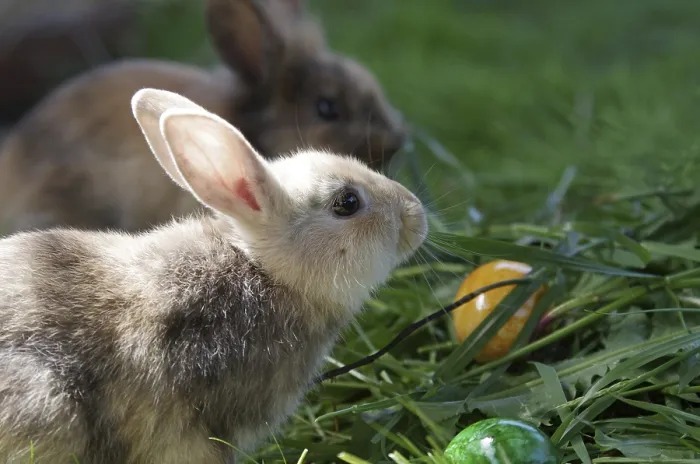 Gerahmter Druck : Hase (cuniculus), Portrait, Ostern Gerahmter Druck : Hase (cuniculus), Portrait, Ostern