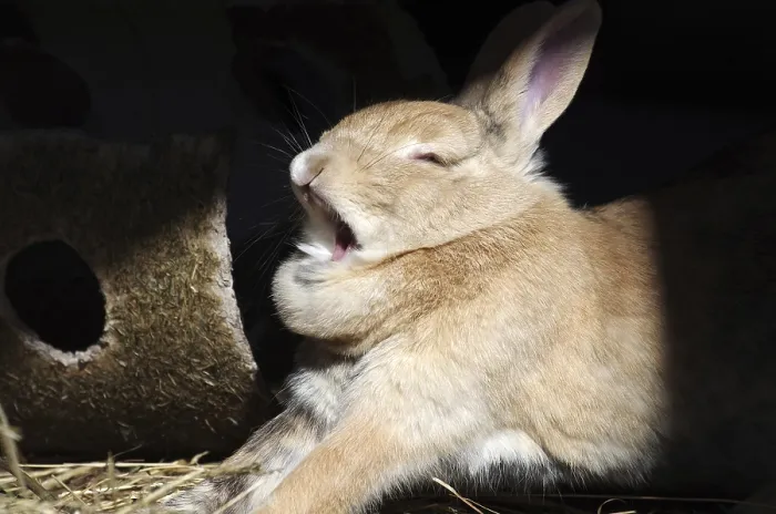 Gerahmter Druck : Hase (cuniculus), Portrait, gähnend. Gerahmter Druck : Hase (cuniculus), Portrait, gähnend.