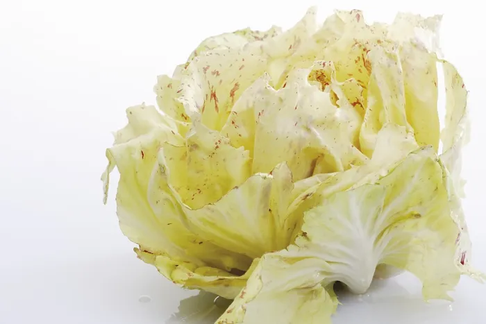 Gerahmter Druck : Radicchio di Castelfranco Gerahmter Druck : Radicchio di Castelfranco