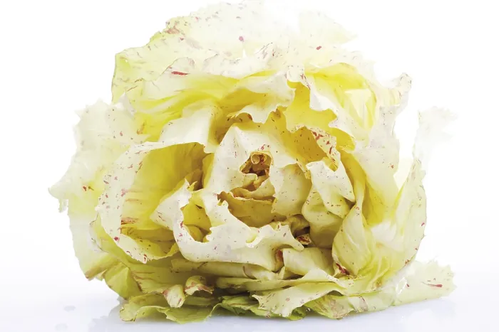 Gerahmter Druck : Radicchio di Castelfranco Gerahmter Druck : Radicchio di Castelfranco