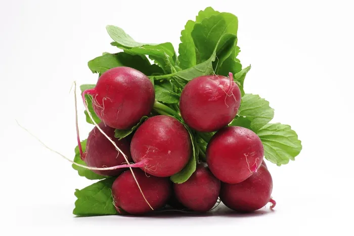 Gerahmter Druck : Radish Gerahmter Druck : Radish