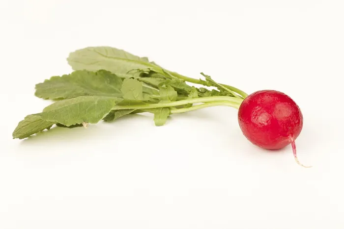 Gerahmter Druck : Radish Gerahmter Druck : Radish