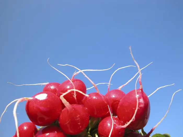 Gerahmter Druck : Radish Gerahmter Druck : Radish