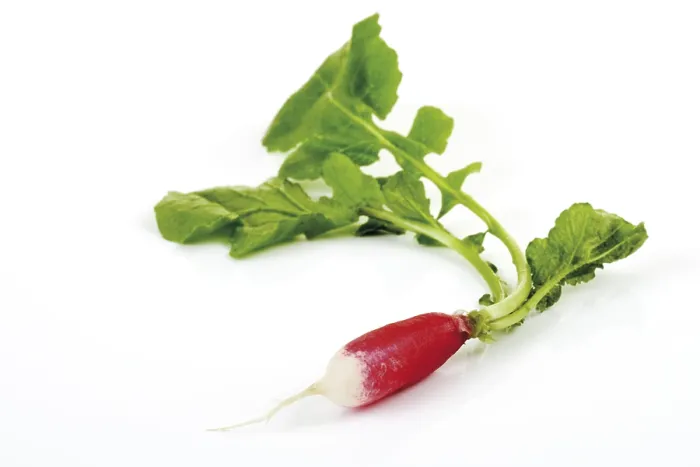 Gerahmter Druck : Radish Gerahmter Druck : Radish