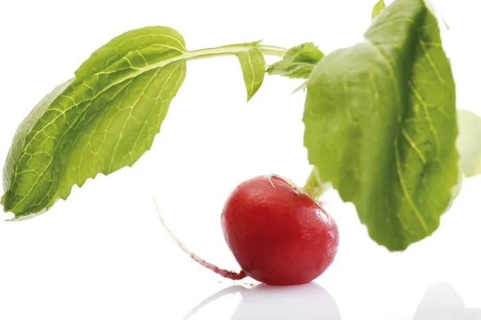Gerahmter Druck : Radish Gerahmter Druck : Radish