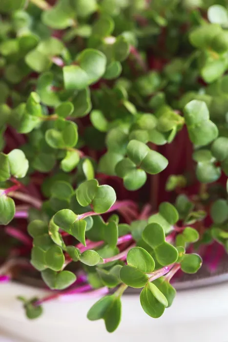 Gerahmter Druck : Rettich-Microgreens. Keimende Microgreens Gerahmter Druck : Rettich-Microgreens. Keimende Microgreens