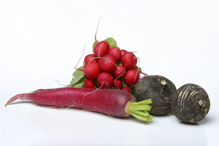 Gerahmter Druck : Rettich (Raphanus sativus) und Rettich. Gerahmter Druck : Rettich (Raphanus sativus) und Rettich.