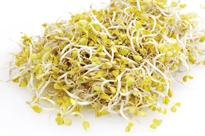 Gerahmter Druck : Rettichsprossen (Raphanus sativus)