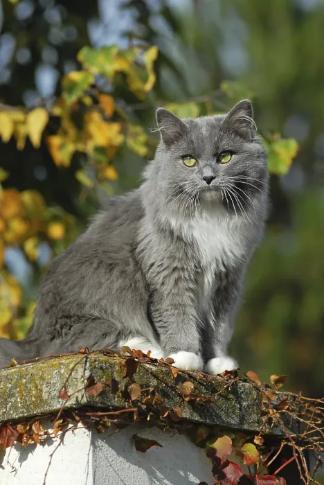 Gerahmter Druck : Ragdoll, blau gestreift vollfarbig, Katze Gerahmter Druck : Ragdoll, blau gestreift vollfarbig, Katze