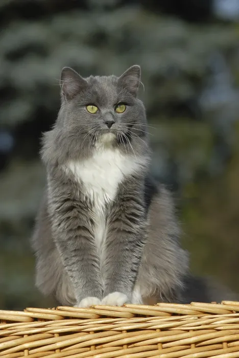 Gerahmter Druck : Ragdoll, blau gemaschter Solid, Katze.