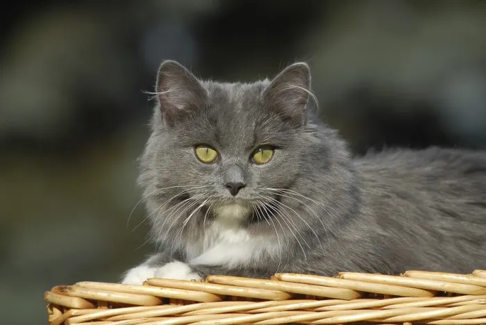 Gerahmter Druck : Ragdoll, blau gestreift solid, Katze Gerahmter Druck : Ragdoll, blau gestreift solid, Katze