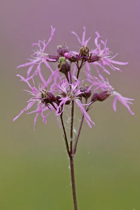 Gerahmter Druck : Raggen-Rose (Lychnis flos-cuculi) Gerahmter Druck : Raggen-Rose (Lychnis flos-cuculi)