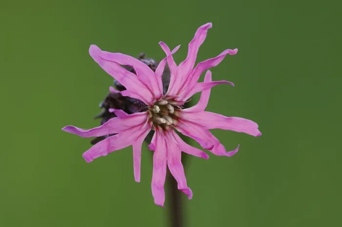 Gerahmter Druck : Ragette-Rose (Lychnis flos-cuculi) Gerahmter Druck : Ragette-Rose (Lychnis flos-cuculi)
