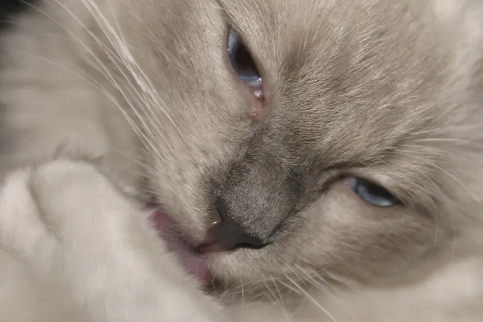Gerahmter Druck : Ragdoll-Katzen Gerahmter Druck : Ragdoll-Katzen