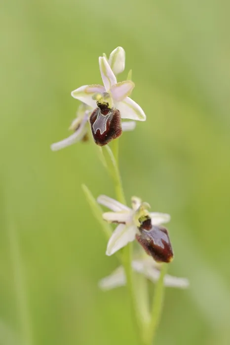 Gerahmter Druck : Ragwurz in Pracht (Ophrys splendida) Gerahmter Druck : Ragwurz in Pracht (Ophrys splendida)