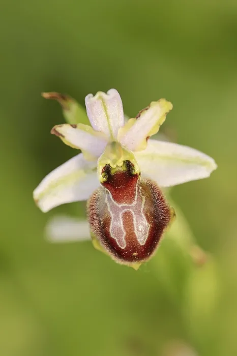 Gerahmter Druck : Ragwurz in Pracht (Ophrys splendida) Gerahmter Druck : Ragwurz in Pracht (Ophrys splendida)