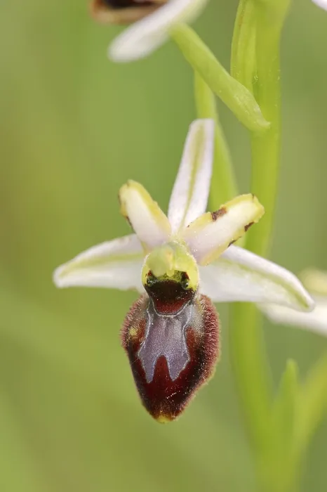 Gerahmter Druck : Ragwurz in Pracht (Ophrys splendida) Gerahmter Druck : Ragwurz in Pracht (Ophrys splendida)