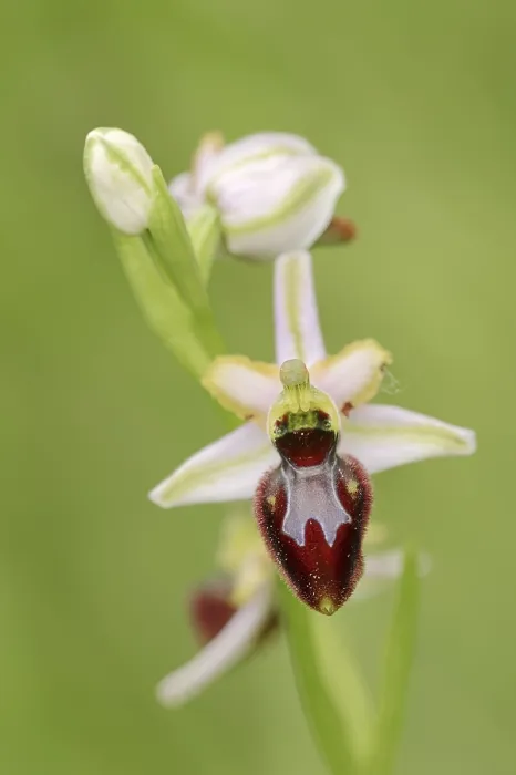 Gerahmter Druck : Ragwurz in Pracht (Ophrys splendida) Gerahmter Druck : Ragwurz in Pracht (Ophrys splendida)