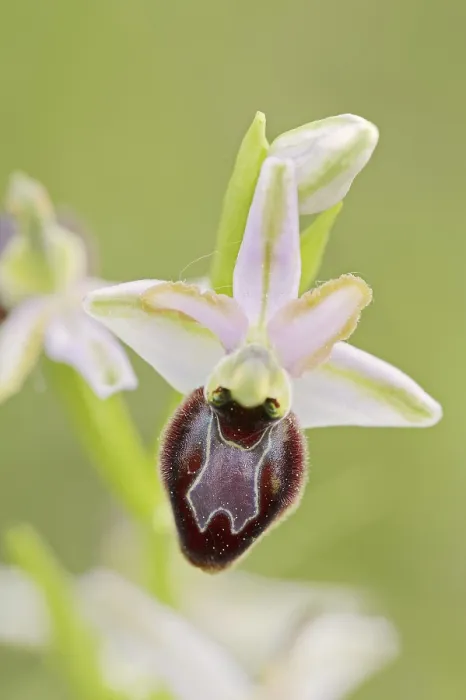Gerahmter Druck : Ragwurz in Pracht (Ophrys splendida) Gerahmter Druck : Ragwurz in Pracht (Ophrys splendida)