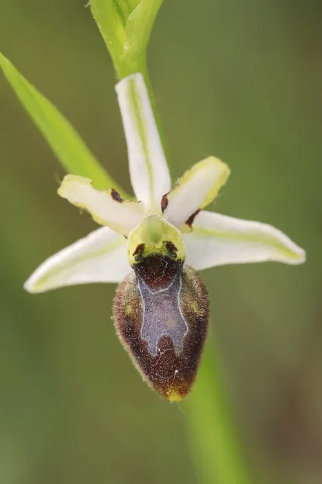 Gerahmter Druck : Ragwurz in Pracht (Ophrys splendida) Gerahmter Druck : Ragwurz in Pracht (Ophrys splendida)