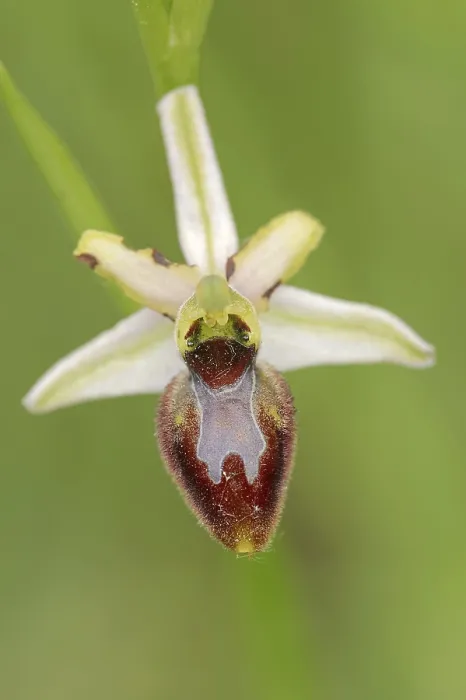 Gerahmter Druck : Ragwurz in Pracht (Ophrys splendida) Gerahmter Druck : Ragwurz in Pracht (Ophrys splendida)