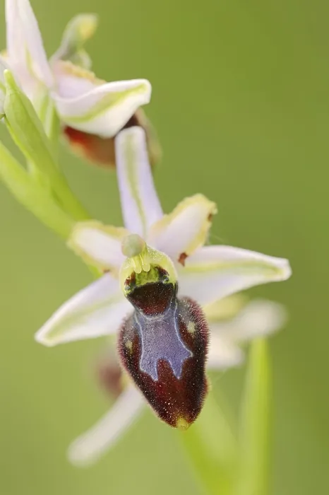 Gerahmter Druck : Ragwurz in Pracht (Ophrys splendida) Gerahmter Druck : Ragwurz in Pracht (Ophrys splendida)