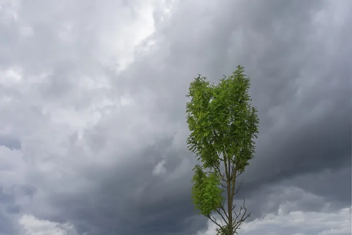 Gerahmter Druck : Nimbostratus-Wolken (mit Baum) Gerahmter Druck : Nimbostratus-Wolken (mit Baum)