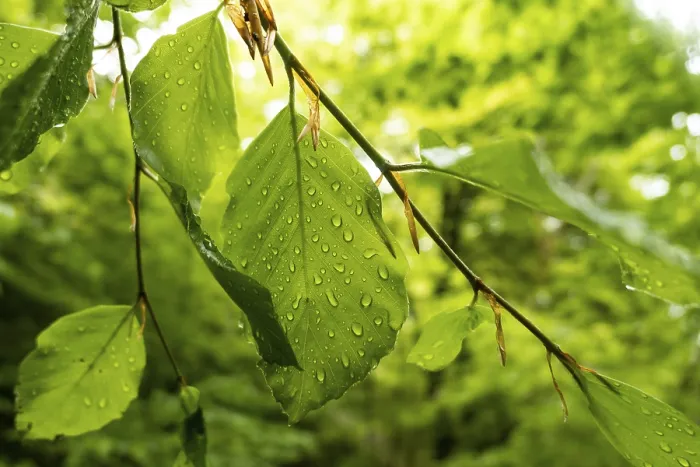 Gerahmter Druck : Regentropfen auf Blättern im Wald. Gerahmter Druck : Regentropfen auf Blättern im Wald.