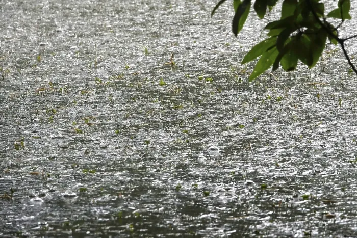 Gerahmter Druck : Regen fällt auf einen Teich, Mai, Deutschland. Gerahmter Druck : Regen fällt auf einen Teich, Mai, Deutschland.