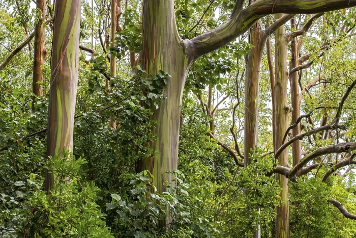 Gerahmter Druck : Regenbogen-Eukalyptus Deglupta (Eucalyptus deglupta) Gerahmter Druck : Regenbogen-Eukalyptus Deglupta (Eucalyptus deglupta)