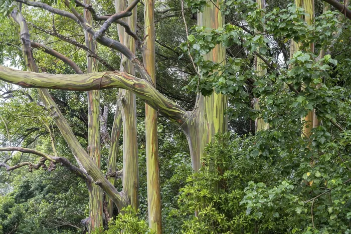 Gerahmter Druck : Regenbogen-Eukalyptus Deglupta (Eucalyptus deglupta) Gerahmter Druck : Regenbogen-Eukalyptus Deglupta (Eucalyptus deglupta)