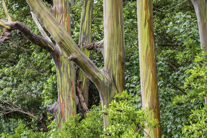 Gerahmter Druck : Regenbogen-Eukalyptus (Eucalyptus Deglupta), Maui, Hawaii, USA Gerahmter Druck : Regenbogen-Eukalyptus (Eucalyptus Deglupta), Maui, Hawaii, USA