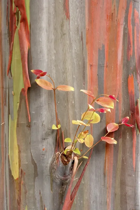 Gerahmter Druck : Regenbogen-Eukalyptus (Eucalyptus deglupta) Gerahmter Druck : Regenbogen-Eukalyptus (Eucalyptus deglupta)