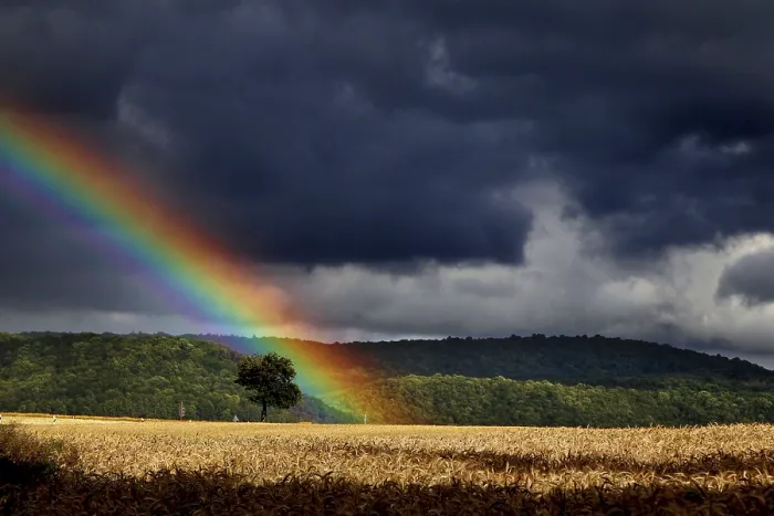 Gerahmter Druck : Regenbogen über Feld im Werratal. Gerahmter Druck : Regenbogen über Feld im Werratal.