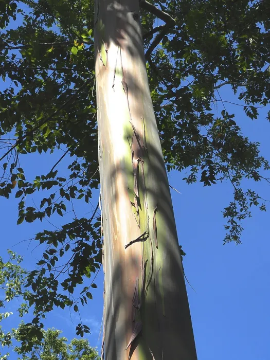 Gerahmter Druck : Regenbogen-Kaugummi (Eucalyptus deglupta) Gerahmter Druck : Regenbogen-Kaugummi (Eucalyptus deglupta)
