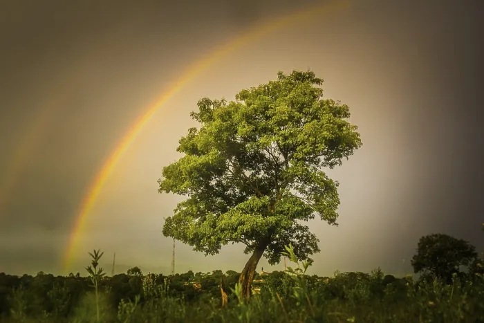 Gerahmter Druck : Ein Regenbogen wird auf einem Baum gesehen, nach dem Sommerregen. Gerahmter Druck : Ein Regenbogen wird auf einem Baum gesehen, nach dem Sommerregen.