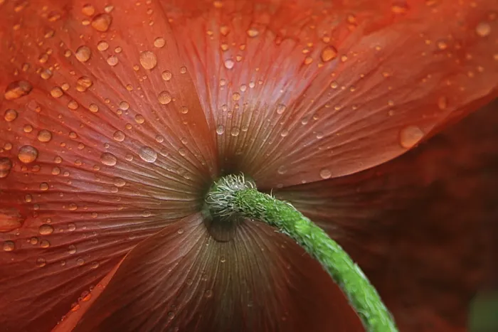Gerahmter Druck : Raindrops Gerahmter Druck : Raindrops