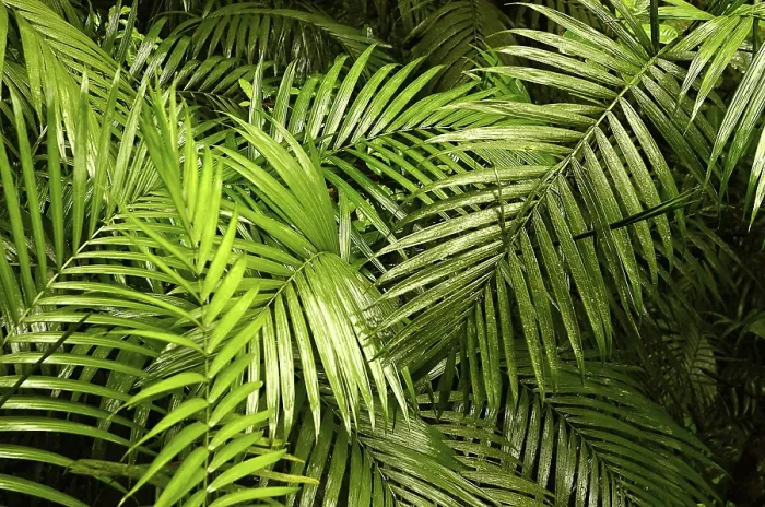 Gerahmter Druck : Rainforest Gerahmter Druck : Rainforest