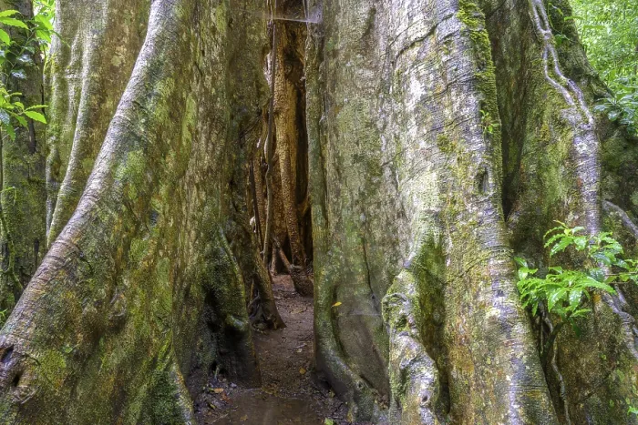Gerahmter Druck : Regenwald, Baum im Regenwald. Gerahmter Druck : Regenwald, Baum im Regenwald.